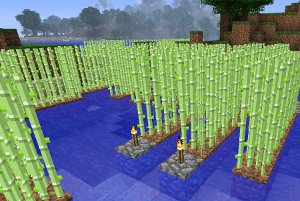 A Sugar Cane Farm in Minecraft